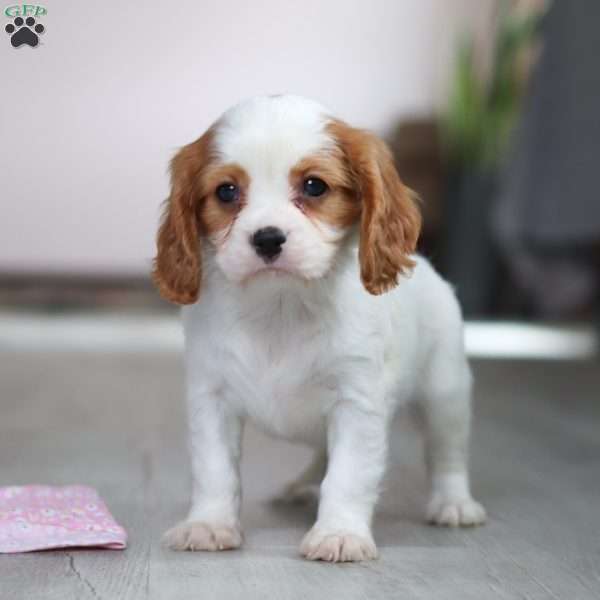 Cosmo, Cavalier King Charles Spaniel Puppy